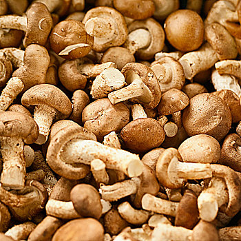 可食蘑菇,市场