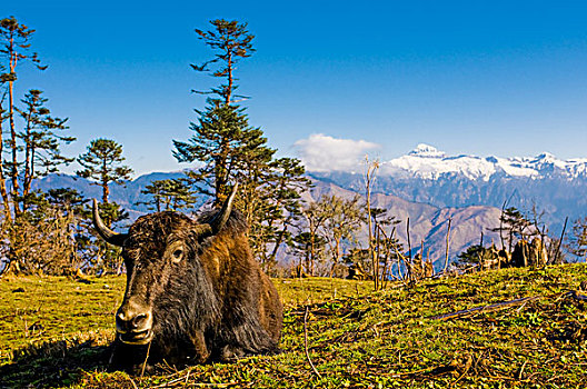 牛,正面,山景,不丹