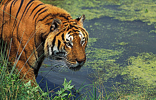 孟加拉虎,虎,成年,水边,洞