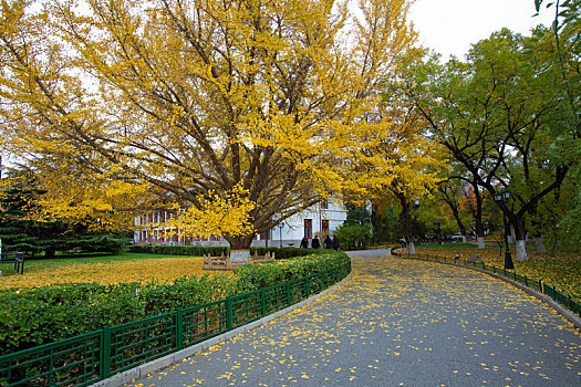 北京大学秋天的景色