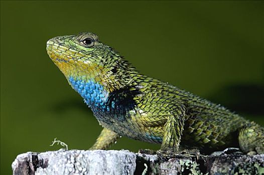 绿色,刺状,蜥蜴,蒙特维多云雾森林自然保护区,哥斯达黎加