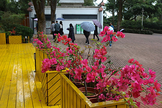 珠海,梅华城市花园,湿地公园,河道,水塘,植物,治理,树木,休闲,公园