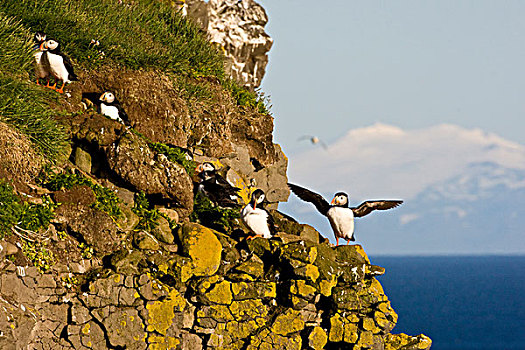 大西洋,角嘴海雀,远洋,海鸟,饲养,彩色,半岛,冰岛