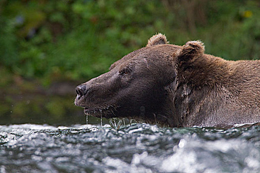 特写,棕熊,俄罗斯,河,肯奈半岛,阿拉斯加,夏天