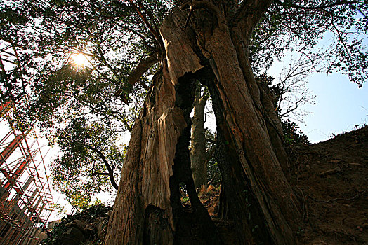 千年红豆杉,古树,名木