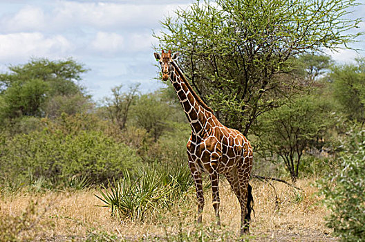 非洲,肯尼亚,网纹长颈鹿,高,草地