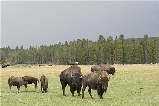 美洲野牛,水牛,野牛,公牛,母牛,年轻,黄石国家公园,怀俄明,美国