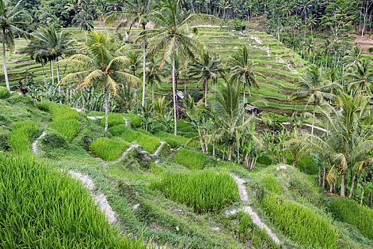 漂亮,绿色,梯田,稻田,巴厘岛,印度尼西亚