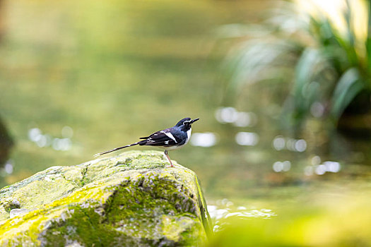 栖息于多岩石的或隐蔽的河谷溪流岸边,以水生昆虫为食的灰背燕尾鸟