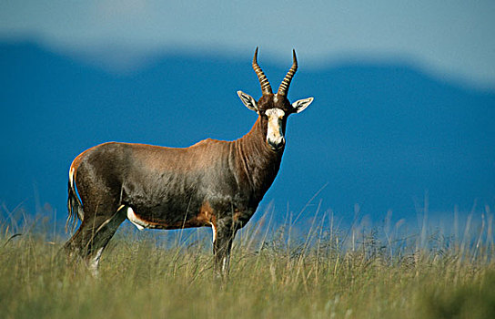 南非羚羊,站立,长,草,斑马山国家公园,南非