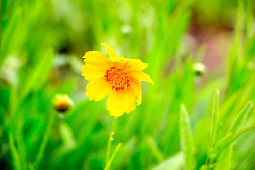 夏雨润花