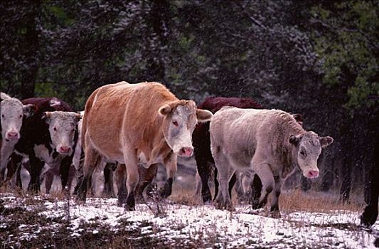 牛,艾伯塔省,加拿大