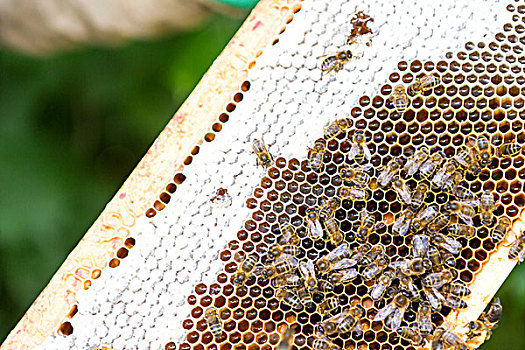 特写,蜜蜂,工作,蜂巢
