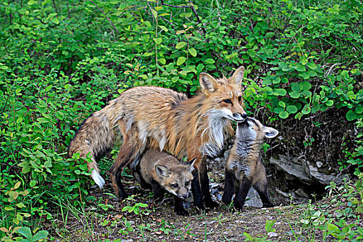 红狐,狐属,母兽,幼仔,窝,蒙大拿,美国,北美