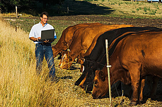 农业,牲畜,牧群,菜牛,数据,笔记本电脑,靠近,明尼苏达,美国