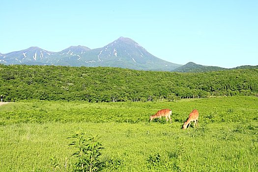 知床山脉,鹿,蓝天