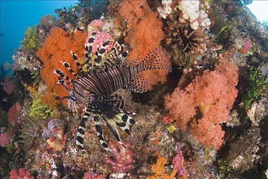 蓑鲉,蓑鲉属,游泳,靠近,珊瑚礁,科莫多岛,印度尼西亚
