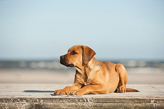 年轻,杂交品种,狗,躺着,码头,石荷州,德国,欧洲