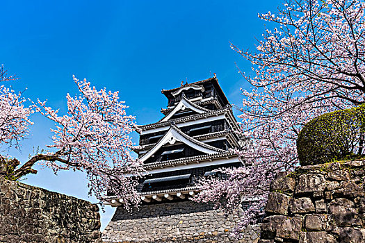 熊本,城堡,盛开,樱花