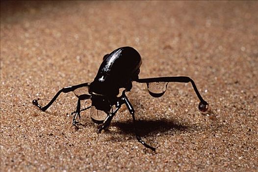 埃波米斯甲虫的天敌图片