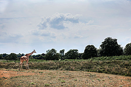 长颈鹿,地点,博尔福徳,牛津,英国