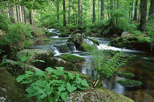 树林,溪流,巴伐利亚森林国家公园,德国