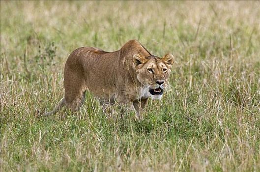肯尼亚,纳罗克地区,马赛马拉,雌狮,茎,捕食,马赛马拉国家保护区