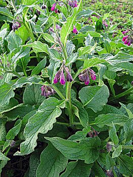 紫草科植物