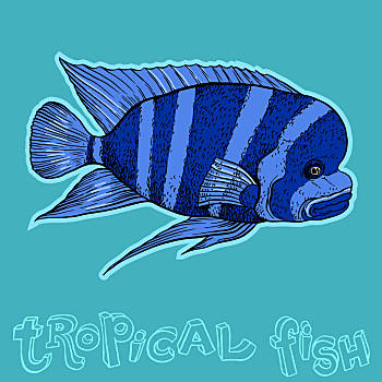 鱼图片_鱼图片大全_鱼图片素材