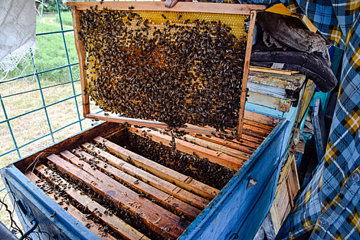 老人,养蜂人,拿着,蜜蜂,蜂窝,蜂场