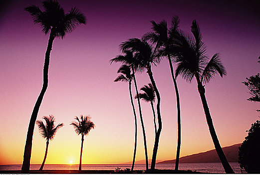棕榈树,日落