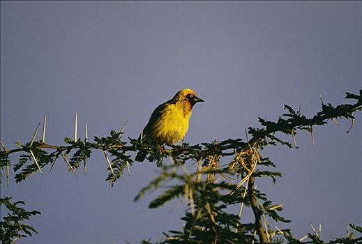织布鸟,内罗毕国家公园,肯尼亚