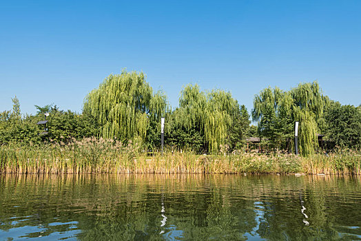 秋季中国抚顺清晨公园河岸柳树石桥游船