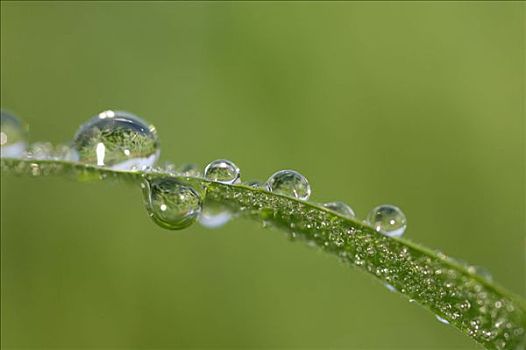 水滴,草叶