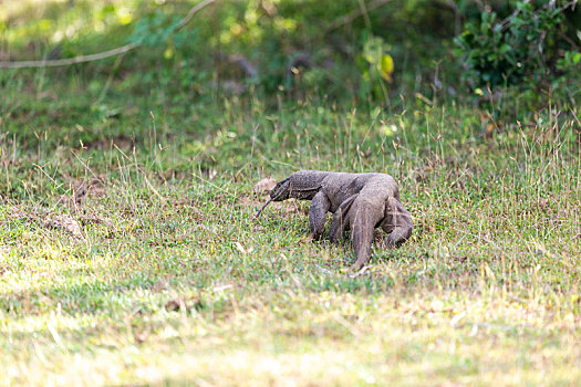 孟加拉巨蜥在斯里兰卡国家公园里缓慢爬行