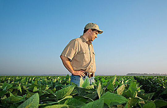 农业,农民,生长,大豆,作物,荚,朦胧,早晨,亮光,阿肯色州,美国