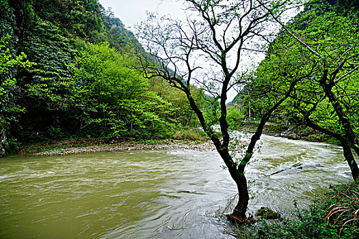 溪流,流水,河流,水墨汀溪