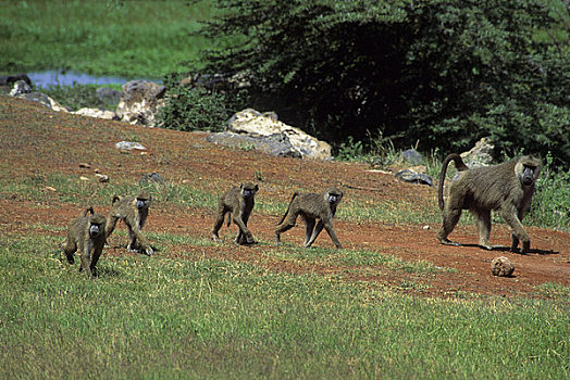 肯尼亚,安伯塞利国家公园,黄色,狒狒,黄狒狒