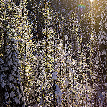 风景,积雪,树,公路,不列颠哥伦比亚省,加拿大