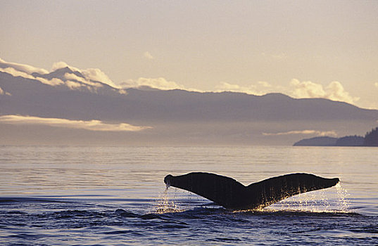 阿拉斯加,驼背鲸,大翅鲸属,鲸鱼,尾部,鲸尾叶突,黄昏