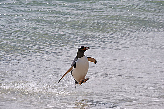 巴布亚企鹅,南乔治亚