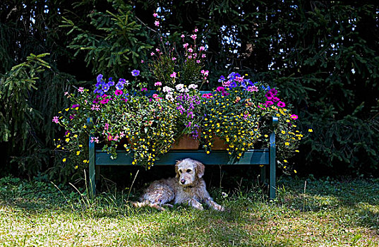 花,蓝色,长椅,狗,花园