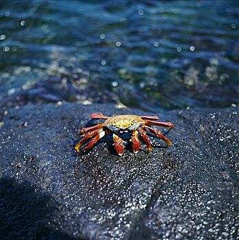 深红色,螃蟹,加拉帕戈斯群岛,厄瓜多尔