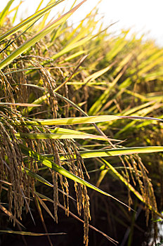 农业生产之农田的水稻中景
