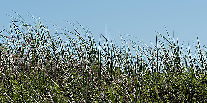 芦苇,草,蓝天,爱德华王子岛,国家公园,加拿大