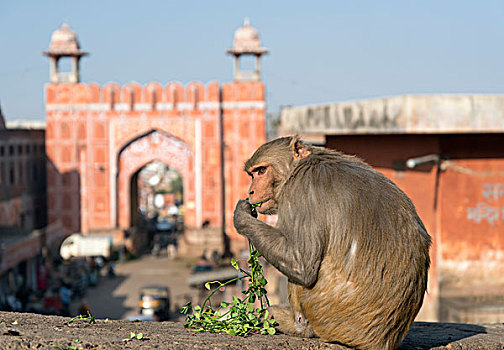 猕猴,斋浦尔,拉贾斯坦邦,印度,亚洲