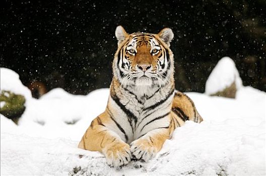 西伯利亚虎,东北虎,卧,雪中,正面