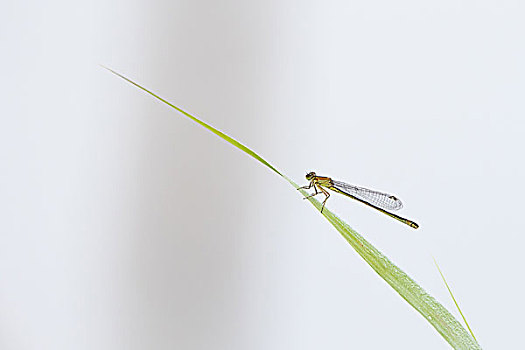 蓝尾蜻蛉,长叶异痣蟌,雌性,芦苇,黑森州,德国,欧洲