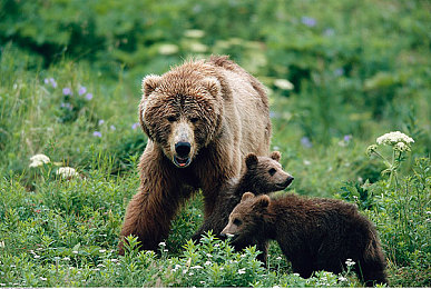 阿拉斯加棕熊图片