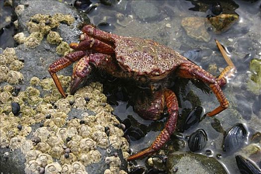 螃蟹,海洋,鄂霍次克海,马加丹州,区域,东方,西伯利亚,俄罗斯